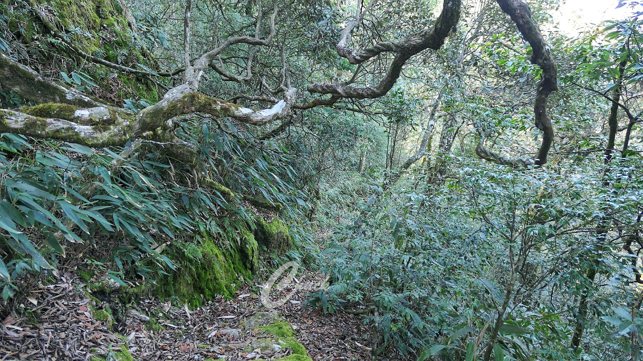 箬寮原始林